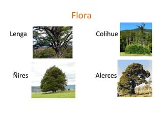 Flora
Lenga Colihue
Ñires Alerces
 