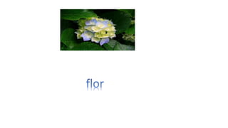 Presentación1 flor