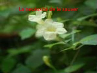 La necéssité de le sauver
 