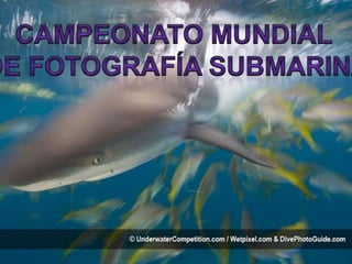 campeonato mundial  De fotografía submarina 