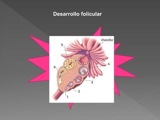 Desarrollo folicular
 