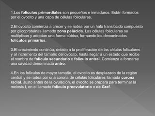1.Los folículos primordiales son pequeños e inmaduros. Están formados
por el ovocito y una capa de células foliculares.
2.El ovocito comienza a crecer y se rodea por un halo translúcido compuesto
por glicoproteínas llamado zona pelúcida. Las células foliculares se
multiplican y adoptan una forma cúbica, formando los denominados
folículos primarios.
3.El crecimiento continúa, debido a la proliferación de las células foliculares
y al incremento del tamaño del ovocito, hasta llegar a un estado que recibe
el nombre de folículo secundario o folículo antral. Comienza a formarse
una cavidad denominada antro.
4.En los folículos de mayor tamaño, el ovocito es desplazado de la región
central y se rodea por una corona de células foliculares llamada corona
radial. Justo antes de la ovulación, el ovocito se prepara para terminar la
meiosis I, en el llamado folículo preovulatorio o de Graf.
 