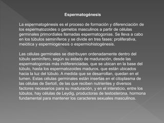 Espermatogénesis
La espermatogénesis es el proceso de formación y diferenciación de
los espermatozoides o gametos masculinos a partir de células
germinales primordiales llamadas espermatogonias. Se lleva a cabo
en los túbulos seminíferos y se divide en tres fases: proliferativa,
meiótica y espermiogénesis o espermiohistogénesis.
Las células germinales se distribuyen ordenadamente dentro del
túbulo seminífero, según su estado de maduración, desde las
espermatogonias más indiferenciadas, que se ubican en la base del
túbulo, hasta los espermatozoides maduros, que están ubicados
hacia la luz del túbulo. A medida que se desarrollan, quedan en el
lumen. Estas células germinales están insertas en el citoplasma de
las células de Sertolí, de las que reciben nutrientes y diversos
factores necesarios para su maduración, y en el intersticio, entre los
túbulos, hay células de Leydig, productoras de testosterona, hormona
fundamental para mantener los caracteres sexuales masculinos.
 