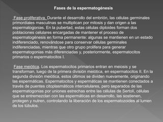 Fases de la espermatogénesis
Fase proliferativa. Durante el desarrollo del embrión, las células germinales
primordiales masculinas se multiplican por mitosis y dan origen a las
espermatogonias. En la pubertad, estas células diploides forman dos
poblaciones celulares encargadas de mantener el proceso de
espermatogénesis en forma permanente: algunas se mantienen en un estado
indiferenciado, renovándose para conservar células germinales
indiferenciadas, mientras que otro grupo prolifera para generar
espermatogonias más diferenciadas y, posteriormente, espermatocitos
primarios o espermatocitos I.
Fase meiótica. Los espermatocitos primarios entran en meiosis y se
transforman, luego de la primera división meiótica, en espermatocitos II. En la
segunda división meiótica, estos últimos se dividen nuevamente, originando
las espermáticas. Espermatocitos y espermáticas se mantienen conectados a
través de puentes citoplasmáticos intercelulares, pero separados de las
espermatogonias por uniones estrechas entre las células de Sertolí, células
que se entremezclan con las espermáticas en desarrollo, las sostienen,
protegen y nutren, controlando la liberación de los espermatozoides al lumen
de los túbulos.
 