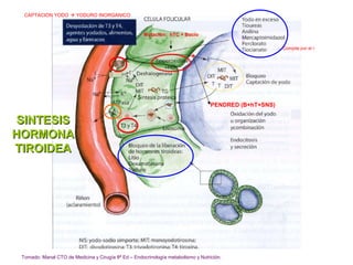 CAPTACION YODO  YODURO INORGANICO


                                                      Mutación: hTC + Bocio

                                                                                                        Compite por el I

                                                                          *


                                                                                   PENDRED (B+hT+SNS)

 SINTESIS
HORMONA
TIROIDEA




 Tomado: Manal CTO de Medicina y Cirugía 8ª Ed – Endocrinología metabolismo y Nutrición.
 