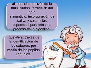 alimenticia: a través de la
  masticación, formación del
               bolo
 alimenticio, incorporación de
       saliva y sustancias
   especiales para iniciar el
    proceso de la digestión.

gustativa: través de
 la identificación de
   los sabores, por
medio de las papilas
       linguales.
 