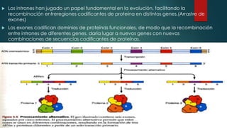 Presentación intrones | PPTX