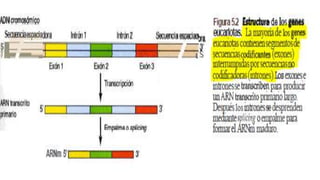 Presentación intrones | PPTX