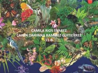 CAMILA RIOS SUAREZ
CAREN DAHYANA RAMIREZ GUITIERREZ
11-B
 