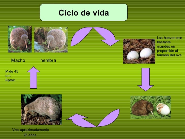 A que sueña que he matado al parásito