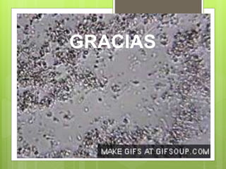 GRACIAS
 