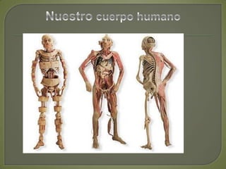 Nuestro cuerpo humano