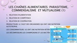 LES CHAÎNES ALIMENTAIRES: PARASITISME,
COMMENSALISME ET MUTUALISME (1)
1. RELATION D'ALIMENTATION
2. RELATION DE COMPÉTENCE
3. RELATION DE COOPÉRATION
PRODUCTEURS: IL S’AGIT DES ORGANISMES QUI ONT UNE NUTRITION
AUTOTROPHE.
LES CONSOMMATEURS: ILS ONT UNE NUTRITION HÉTÉROTROPHE.
LES DÉCOMPOSEURS:LES CHAMPIGNONS ET LES BACTÉRIES.
 