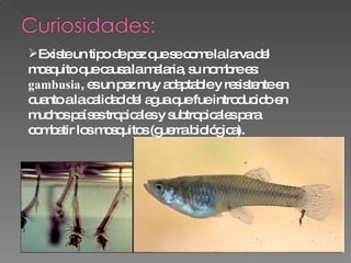 Existe un tipo de pez que se come la larva del mosquito que causa la malaria, su nombre es:  gambusia , es un pez muy adaptable y resistente en cuanto a la calidad del agua que fue introducido en muchos países tropicales y subtropicales para combatir los mosquitos (guerra biológica). 