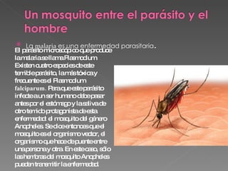 La  malaria  es una enfermedad parasitaria .  El parásito microscópico que produce la malaria se llama Plasmodium. Existen cuatro especies de este temible parásito, la más tóxica y frecuente es el Plasmodium  falciparum.  Para que este parásito infecte a un ser humano debe pasar antes por el estómago y la saliva de otro temido protagonista de esta enfermedad: el mosquito del género Anopheles. Se dice entonces que el mosquito es el organismo vector, el organismo que hace de puente entre una persona y otra. En este caso, sólo las hembras del mosquito Anopheles pueden transmitir la enfermedad.  