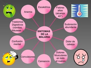 Anemia Trastornos Digestivos (vómitos, Náuseas..) Confusión mental Convulsiones Cansancio Dolores  Musculares en todo el cuerpo Dolor de  cabeza Sudoración abundante Fiebres  altas  (alcanza  40°)   Escalofríos SINTOMAS  DE LA MALARIA Anemia Escalofríos 