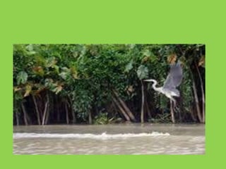 PresentacióN1mariana Blog