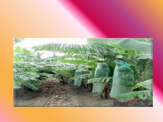 PresentacióN1mariana Blog