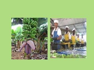 PresentacióN1mariana Blog