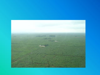 PresentacióN1mariana Blog