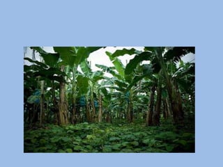 PresentacióN1mariana Blog