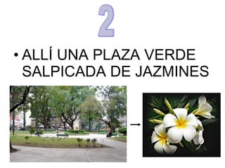 • ALLÍ UNA PLAZA VERDE
SALPICADA DE JAZMINES
 