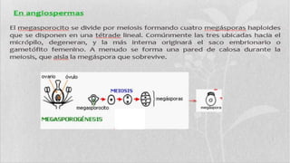 Presentación1 mario