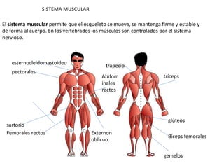 SISTEMA MUSCULAR
El sistema muscular permite que el esqueleto se mueva, se mantenga firme y estable y
dé forma al cuerpo. En los vertebrados los músculos son controlados por el sistema
nervioso.
tríceps
glúteos
Bíceps femorales
gemelos
trapecio
esternocleidomastoideo
pectorales
Femorales rectos
sartorio
Externon
oblicuo
Abdom
inales
rectos
 