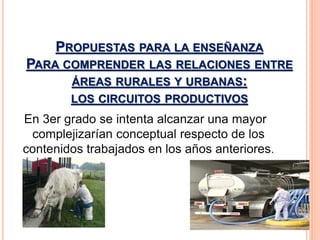 PROPUESTAS PARA LA ENSEÑANZA 
PARA COMPRENDER LAS RELACIONES ENTRE 
ÁREAS RURALES Y URBANAS: 
LOS CIRCUITOS PRODUCTIVOS 
En 3er grado se intenta alcanzar una mayor 
complejizarían conceptual respecto de los 
contenidos trabajados en los años anteriores. 
 