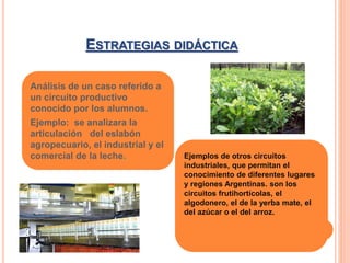 ESTRATEGIAS DIDÁCTICA 
Análisis de un caso referido a 
un circuito productivo 
conocido por los alumnos. 
Ejemplo: se analizara la 
articulación del eslabón 
agropecuario, el industrial y el 
comercial de la leche. Ejemplos de otros circuitos 
industriales, que permitan el 
conocimiento de diferentes lugares 
y regiones Argentinas. son los 
circuitos frutihortícolas, el 
algodonero, el de la yerba mate, el 
del azúcar o el del arroz. 
 