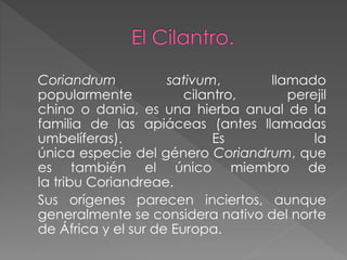 Coriandrum sativum, llamado
popularmente cilantro, perejil
chino o dania, es una hierba anual de la
familia de las apiáceas (antes llamadas
umbelíferas). Es la
única especie del género Coriandrum, que
es también el único miembro de
la tribu Coriandreae.
Sus orígenes parecen inciertos, aunque
generalmente se considera nativo del norte
de África y el sur de Europa.
 