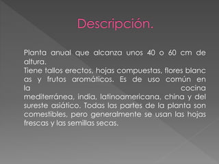 Planta anual que alcanza unos 40 o 60 cm de
altura.
Tiene tallos erectos, hojas compuestas, flores blanc
as y frutos aromáticos. Es de uso común en
la cocina
mediterránea, india, latinoamericana, china y del
sureste asiático. Todas las partes de la planta son
comestibles, pero generalmente se usan las hojas
frescas y las semillas secas.
 