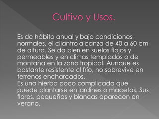 Es de hábito anual y bajo condiciones
normales, el cilantro alcanza de 40 a 60 cm
de altura. Se da bien en suelos flojos y
permeables y en climas templados o de
montaña en la zona tropical. Aunque es
bastante resistente al frío, no sobrevive en
terrenos encharcados.
Es una hierba poco complicada que
puede plantarse en jardines o macetas. Sus
flores, pequeñas y blancas aparecen en
verano.
 