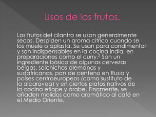 Los frutos del cilantro se usan generalmente
secos. Despiden un aroma cítrico cuando se
los muele o aplasta. Se usan para condimentar
y son indispensables en la cocina india, en
preparaciones como el curry.2 Son un
ingrediente básico de algunas cervezas
belgas, salchichas alemanas y
sudafricanas, pan de centeno en Rusia y
países centroeuropeos (como sustituto de
la alcaravea) y en ciertos platos nativos de
la cocina etíope y árabe. Finamente, se
añaden molidos como aromático al café en
el Medio Oriente.
 