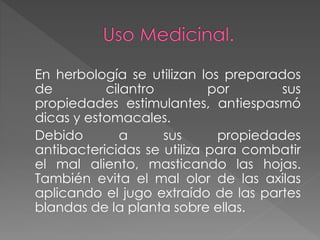 En herbología se utilizan los preparados
de cilantro por sus
propiedades estimulantes, antiespasmó
dicas y estomacales.
Debido a sus propiedades
antibactericidas se utiliza para combatir
el mal aliento, masticando las hojas.
También evita el mal olor de las axilas
aplicando el jugo extraído de las partes
blandas de la planta sobre ellas.
 
