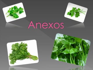 Proyecto de Aprendizaje El Aprendizaje CPB