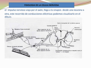 FISIOLOGIA DE LA CELULA NERVIOSA

el impulso nervioso viaja por el axón, llega a la sinapsis desde una neurona a

otra, este recorrido de conducciones eléctricas podemos visualizarlo en el
dibujo.

 
