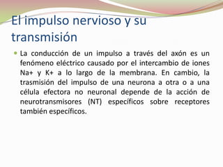 El impulso nervioso y su
transmisión
 La conducción de un impulso a través del axón es un

fenómeno eléctrico causado por el intercambio de iones
Na+ y K+ a lo largo de la membrana. En cambio, la
trasmisión del impulso de una neurona a otra o a una
célula efectora no neuronal depende de la acción de
neurotransmisores (NT) específicos sobre receptores
también específicos.

 