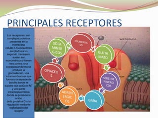PRINCIPALES RECEPTORES
Los receptores :son
complejos proteicos
presentes en la
membrana
celular. Los receptores
acoplados a un
segundo mensajero
suelen ser
monoméricos y tienen
tres partes: una
extracelular donde se
produce la
glucosilación, una
intramembranosa que
forma una especie de
bolsillo donde se
supone que actúa el NT
y una parte
intracitoplasmática
donde se produce la
unión
de la proteína G o la
regulación mediante
fosforilación del
receptor

 