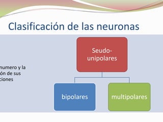 Clasificación de las neuronas
Seudounipolares

numero y la
ón de sus
ciones

bipolares

multipolares

 