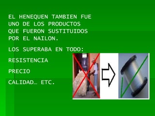 EL HENEQUEN TAMBIEN FUE UNO DE LOS PRODUCTOS QUE FUERON SUSTITUIDOS POR EL NAILON. LOS SUPERABA EN TODO: RESISTENCIA PRECIO CALIDAD… ETC. 