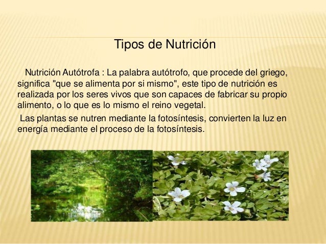 Clase 1 Nutricion
