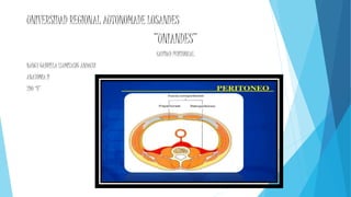 UNIVERSIDAD REGIONAL AUTONOMADE LOSANDES
”UNIANDES”
CAVIDAD PERITONEAL
NANCY GABRIELA LLUMITASIG ANDACHI
ANATOMIA II
2DO “B”
 