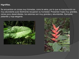 Higrófilas.
Se encuentran en zonas muy húmedas, como la selva, por lo que su transpiración es
muy abundante pues fácilmente recuperan su humedad. Presentan hojas muy grandes,
raíces poco desarrolladas, los estomas son muy grandes y abundantes. Ejemplos:
platanillo y hoja elegante.
 