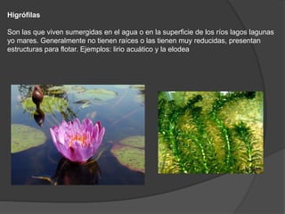 Higrófilas
Son las que viven sumergidas en el agua o en la superficie de los ríos lagos lagunas
yo mares. Generalmente no tienen raíces o las tienen muy reducidas, presentan
estructuras para flotar. Ejemplos: lirio acuático y la elodea
 