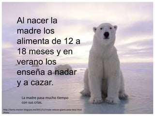 Al nacer la
             madre los
             alimenta de 12 a
             18 meses y en
             verano los
             enseña a nadar
             y a cazar.
                  La madre pasa mucho tiempo
                  con sus crías.
http://berto-meister.blogspot.mx/2011/11/inside-natures-giants-polar-bear.html
Photo.
 