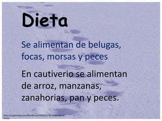 Dieta
                Se alimentan de belugas,
                focas, morsas y peces.
                En cautiverio se alimentan
                de arroz, manzanas,
                zanahorias, pan y peces.
http://majikimaje.com/WordPress/2008/02/22/polar-bears/
Photo
 