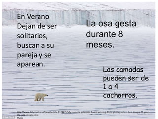 En Verano
Dejan de ser                                                      La osa gesta
solitarios,                                                       durante 8
buscan a su                                                       meses.
pareja y se
aparean.
                                                                                  Las camadas
                                                                                  pueden ser de
                                                                                  1a4
                                                                                  cachorros.

http://www.dailymail.co.uk/news/article-1374475/My-favourite-polaroids-Award-winning-Arctic-photographers-best-images-20-years-
life-cold-climate.html
Photo
 