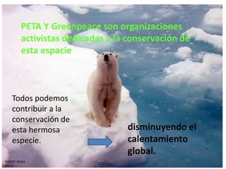 PETA Y Greenpeace son organizaciones
         activistas dedicadas a la conservación de
         esta espacie



    Todos podemos
    contribuir a la
    conservación de
    esta hermosa                  disminuyendo el
    especie.                      calentamiento
                                  global.
CREDIT: NOAA
Photo.
 