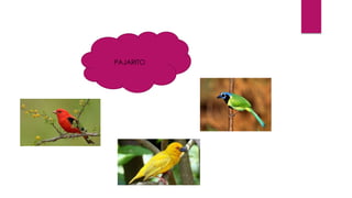 PAJARITO 
 